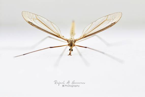 Rafael Alarcón Guerrero  en Hamelin: Fauna  (Madrid), ¡Qué interesante es el mundo macro! 
El modelo, está vez, se portó bien. Su nombre 🔸(Holorusia Hespe...