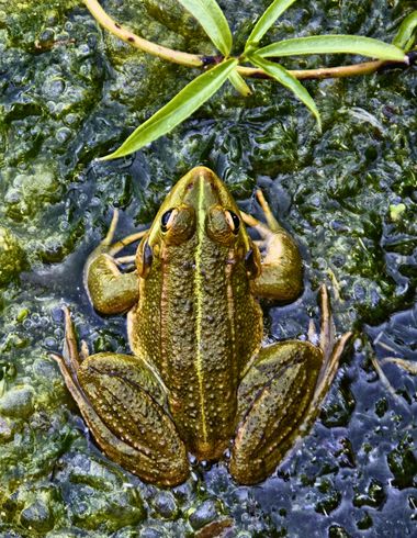 Ignicapillus en Hamelin: Fauna  (Castelló d'Empúries), Pelophylax perezi (López-Seoane, 1885), Rana común

Es la rana más común en la península ibérica y c...