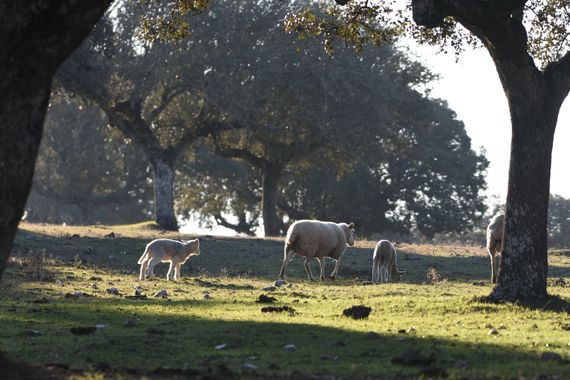 Info en Hamelin: Fauna, Ovejas en la dehesa de Talavan