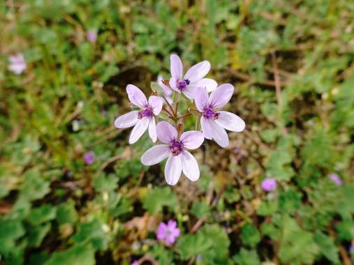 Mivilor68 en Hamelin: Flora  (Cubillos del Sil), Erodium cicutarium, #floresbonitas 