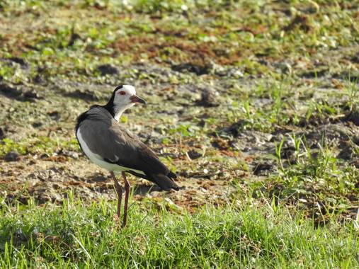 olaya96fg en Hamelin: Fauna  (Kajiado), Vanellus crassirostris (Hartlaub, 1855), #Aves21