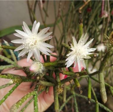 Lorenavallejo27 en Hamelin: Flora  (Garagoa), Rhipsalis pilocarpa, Hermosas flores de mi jardín #Colombia #boyacá #Garagoa #micasa