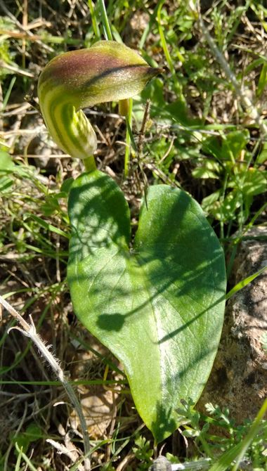 Solerantonio2 en Hamelin: Flora  (Níjar), Arisarum vulgare, Planta