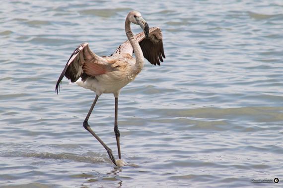 Breogán654 en Hamelin: Fauna  (Calp), Phoenicopterus roseus Pallas, 1811, Ejemplar joven de flamenco común. #aves