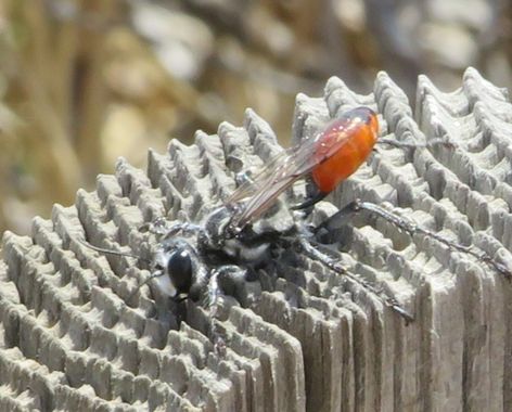 Solerantonio2 en Hamelin: Fauna  (Níjar), Insecto