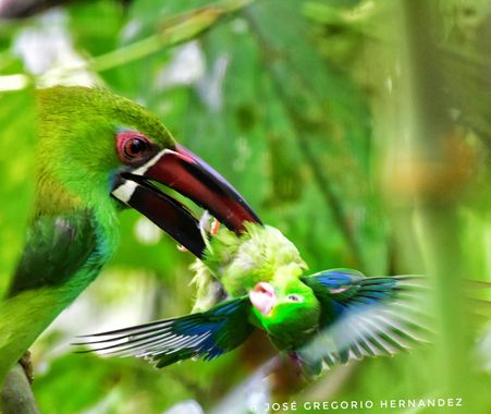 Gregoriovalencia2009 en Hamelin: Fauna  (Cali), aulacorhynchos haematopygus, Tucan comiéndose un loro
@pajaroto15 