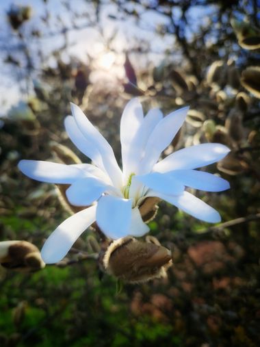 Eva.160968 en Hamelin: Flora  (Meise), Magnolia stellata, #flora 