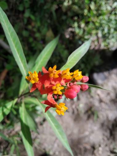 Zaynab en Hamelin: Flora, Asclepias curassavica, Colores