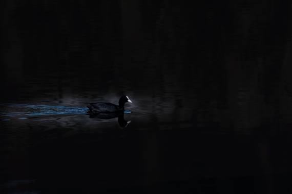 jd-jp en Hamelin: Fauna  (Rivas-Vaciamadrid), @fochacomun a primera hora de la mañana metida entre los tarajes el contraste de las sombras y su frente y pi...
