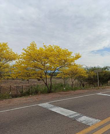 st_anger_888 en Hamelin: Flora  (Valledupar), Cañaguate