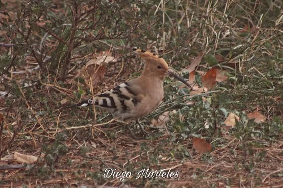 Diego en Hamelin: Fauna  (Zaragoza), Upupa epops Linnaeus, 1758, #abubilla #upupaepops #aves #zaragoza #canon 