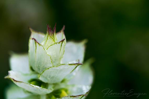 Florentinoeugenio en Hamelin: Flora  (Coslada), #flor 