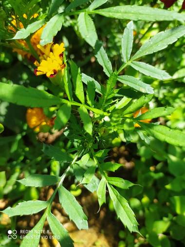 Jarboleda1968 en Hamelin: Flora  (Quinchía), # ejecafeterocolombiano
#ejecafetero 
#homeopatia
# medicina natural