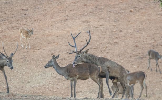manuel.manzano32 en Hamelin: Fauna, Cervus elaphus Linnaeus, 1758