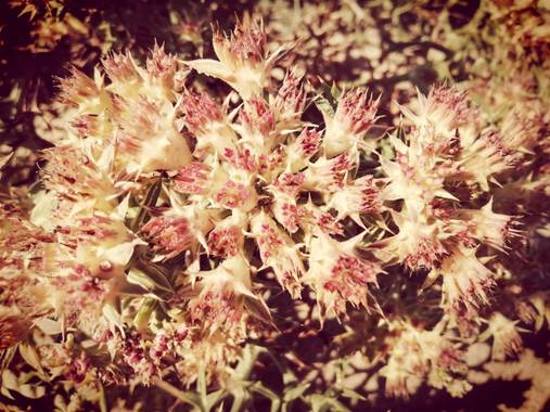 📷 Sonia en Hamelin: Flora  (Roda de Berà), Planta con flor que podemos encontrar en las dunas de la playa.