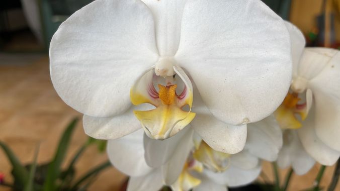 Juanatlantida82 en Hamelin: Flora, Phalaenopsis amabilis, #floresbonitas 