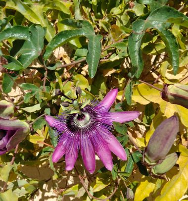 Solerantonio2 en Hamelin: Flora  (Felix), Passiflora amethystina, Planta