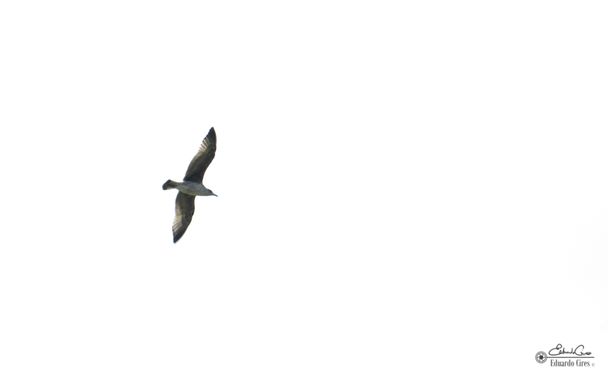Miradasconciencia en Hamelin: Fauna, # fauna #aves
