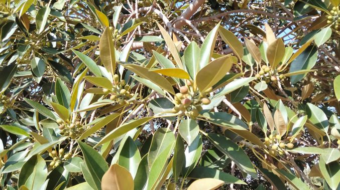 Solerantonio2 en Hamelin: Flora  (Almería), Ficus macrophylla, Planta