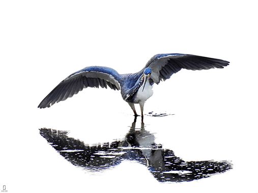 Munuanu en Hamelin: Fauna  (Lorica), Garza cazando peces con técnica de contraste.