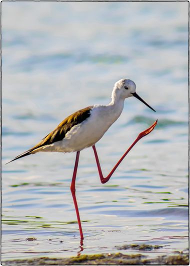 Breogán654 en Hamelin: Fauna  (Calp), Himantopus himantopus (Linnaeus, 1758), Marcando el pasa, ensayando para el desfile militar, cigüeñuela común ♀️. 