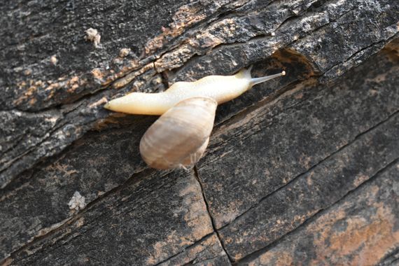 Solerantonio2 en Hamelin: Fauna  (Gérgal), Caracol