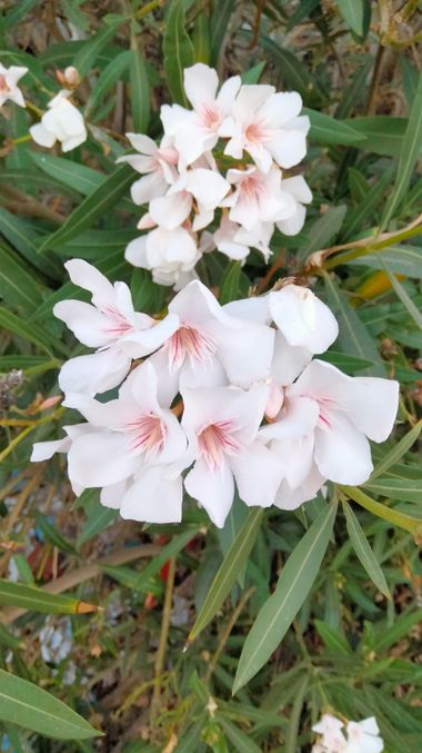 Solerantonio2 en Hamelin: Flora  (Almeria), Nerium oleander, Planta