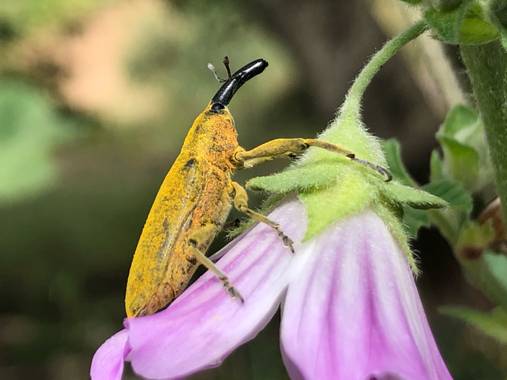 Naturalezadebarrio en Hamelin: Fauna  (Calafell), Primavera #insectosenpeligroextincion #naturalezadebarrio@naturalezadebarrio
