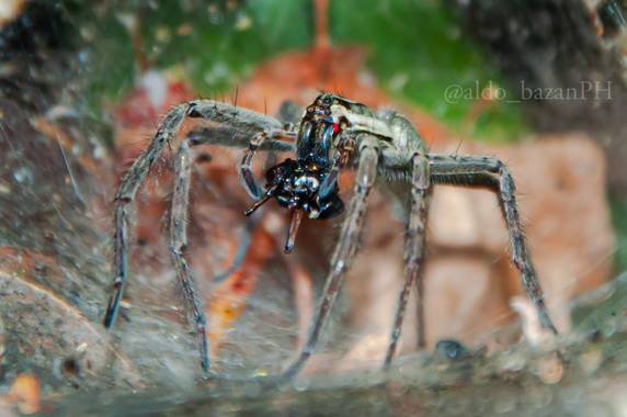 @aldobazanPH en Hamelin: Fauna  (Cabalango), Araña#saltamontes
