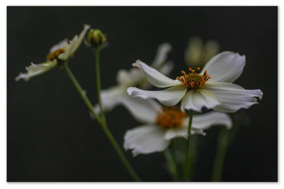barbanegra707 en Hamelin: Flora  (Barcelona), Bidens aurea, #bidensaurea 