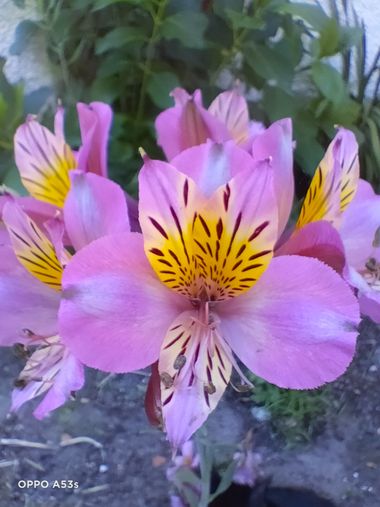 Solerantonio2 en Hamelin: Flora  (Almería), Alstroemeria aurea, Planta