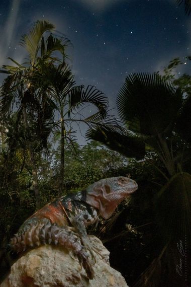Omar Carax en Hamelin: Fauna, #reptiles #iguana #lizard #herpetologia 
