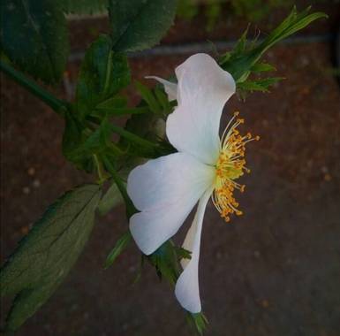 VickyOnTheRocks en Hamelin: Flora  (Liria), #rosasilvestre #mijardin #sweethome 