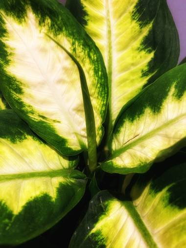 Jorgito_gm en Hamelin: Flora  (Málaga), Dieffenbachia seguine, Plantas verdes