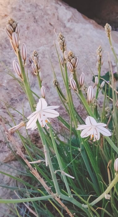 Solerantonio2 en Hamelin: Flora  (Almería), Asphodelus fistulosus, Planta