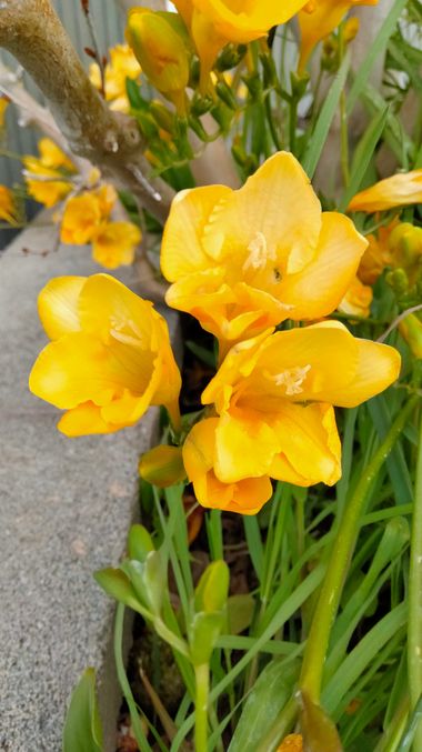 Solerantonio2 en Hamelin: Flora  (Avenida de las Lonjas), Freesia refracta, Planta