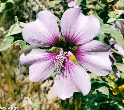 Solerantonio2 en Hamelin: Flora  (Níjar), Malva subovata, Flor