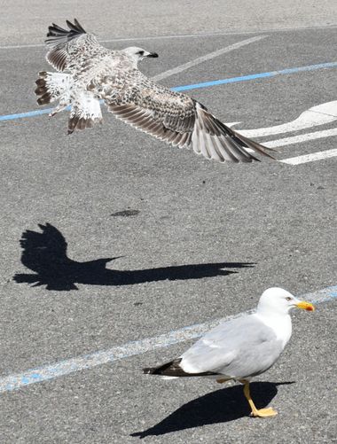 Solerantonio2 en Hamelin: Fauna  (Cudillero / Cuideiru), Gaviota sombria