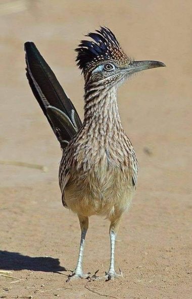 Rafaelvazquezibarra en Hamelin: Fauna, Geococcyx californianus (Lesson, 1829), Correcaminos cazando #aves