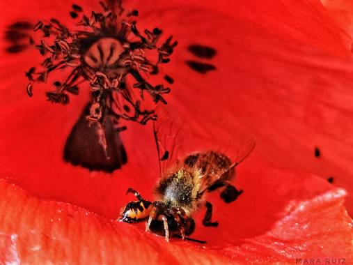 Mararuizasensio en Hamelin: Flora  (Marbella), La caza
#ParquesyJardines #macro #amapola #araña #cazando #huaweiphotography #p30pro #red #rojo 