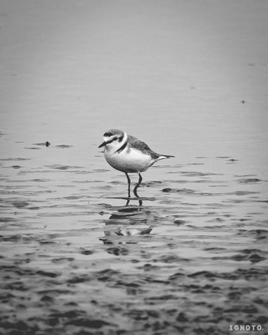 Ignoto en Hamelin: Fauna  (Muro), Charadrius alexandrinus Linnaeus, 1758, #aves #mallorca 