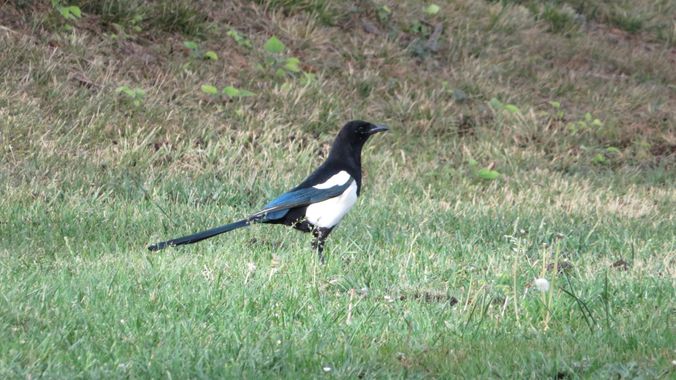 Solerantonio2 en Hamelin: Fauna  (Getafe), Pica pica (Linnaeus, 1758), Ave