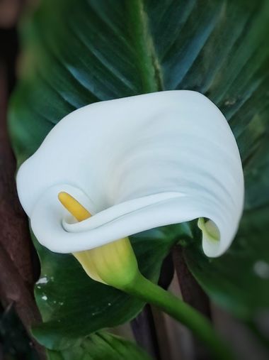 Mpinfante en Hamelin: Flora, Zantedeschia aethiopica, #Cala blanca / White Calla Lilly
Creo que es la cuarta o quinta vez que tomo una foto de esta planta...