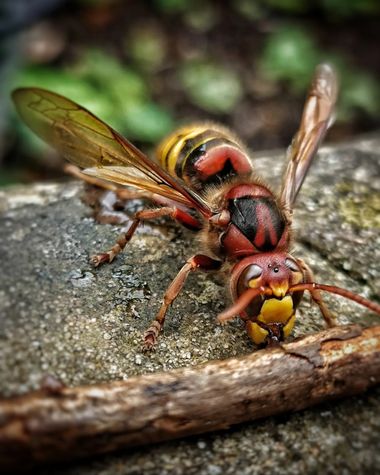 Nadia en Hamelin: Fauna, #vespa #vespidae #vespacrabro #avispon #avisponeuropeo #faunaautoctona #fauna #insectos #insect #macrophotography #hexapoda #natu...
