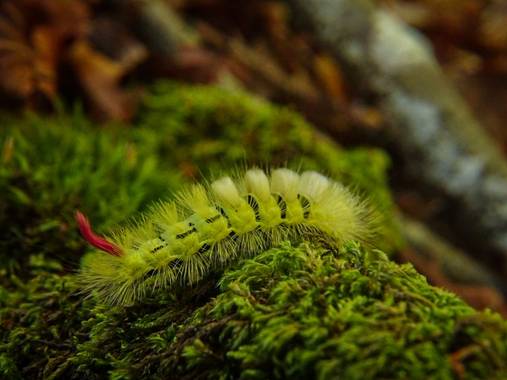 Eritz.cortazar en Hamelin: Fauna  (Zuia), Hace un año aproximadamente subía otra foto de esta misma especie a hamelin. El destino nos ha vuelto a unir😜
Es...