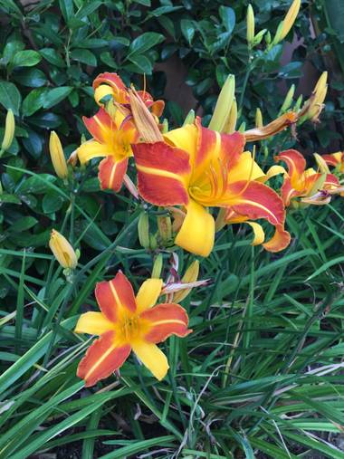auricahk en Hamelin: Flora, Hemerocallis fulva, Costa del sol garden