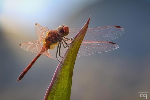 Adrian en Hamelin: Fauna, Libélula roja.
Islas Canarias y África.
.
.
.
#libelula #insectos #macro #islascanarias