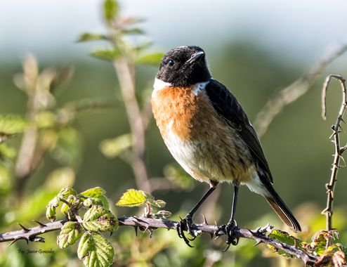 Fco. Javier González en Hamelin: Fauna  (Paseo do Lagares), Saxicola torquatus (Linnaeus, 1766), #aves
