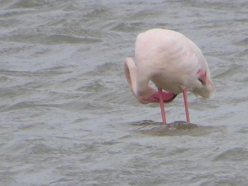 Solerantonio2 en Hamelin: Fauna  (Níjar), Flamenco rosado