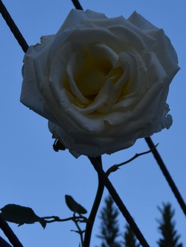 Solerantonio2 en Hamelin: Flora  (Trevélez), Rosas de jardin